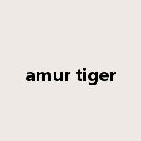 amur tiger是什么意思
