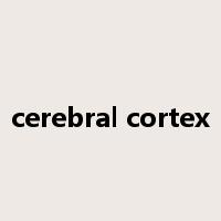 cerebral cortex是什么意思