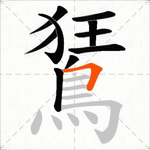鵟