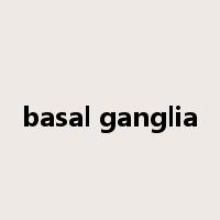 basal ganglia是什么意思