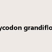 platycodon grandiflorum是什么意思