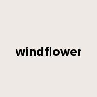 windflower是什么意思