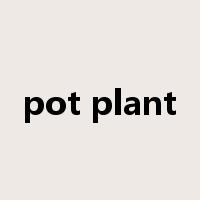 pot plant是什么意思