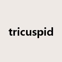 tricuspid是什么意思