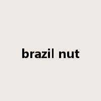 brazil nut是什么意思