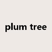 plum tree是什么意思