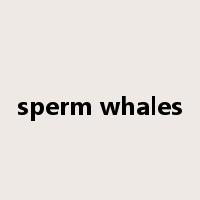 sperm whales是什么意思