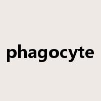 phagocyte是什么意思