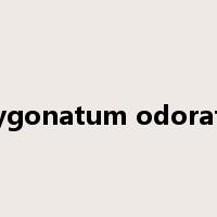 polygonatum odoratum是什么意思
