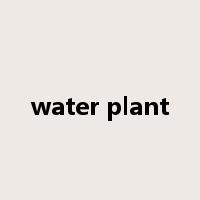water plant是什么意思