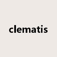 clematis是什么意思