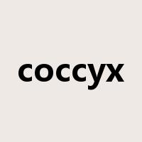 coccyx是什么意思