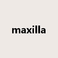 maxilla是什么意思
