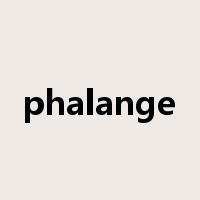 phalange是什么意思