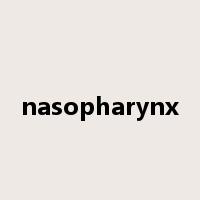nasopharynx是什么意思