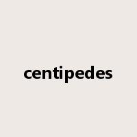 centipedes是什么意思