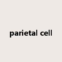 parietal cell是什么意思