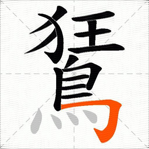 鵟