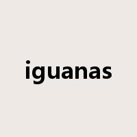 iguanas是什么意思