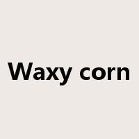 Waxy corn是什么意思