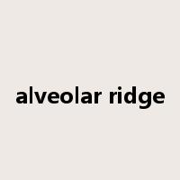 alveolar ridge是什么意思