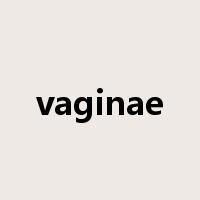 vaginae是什么意思