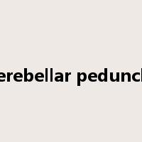 cerebellar peduncle是什么意思