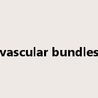 vascular bundles是什么意思