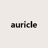 auricle是什么意思