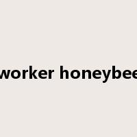 worker honeybee是什么意思