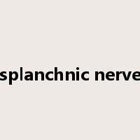 splanchnic nerve是什么意思