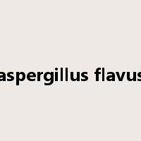 aspergillus flavus是什么意思