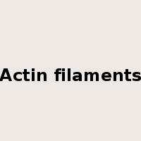 Actin filaments是什么意思