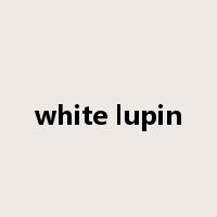 white lupin是什么意思