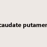 caudate putamen是什么意思