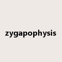 zygapophysis是什么意思