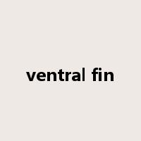 ventral fin是什么意思