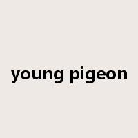 young pigeon是什么意思