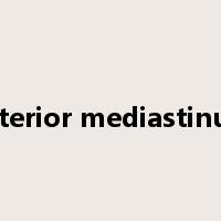 anterior mediastinum是什么意思