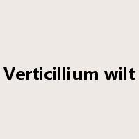 Verticillium wilt是什么意思