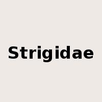Strigidae是什么意思