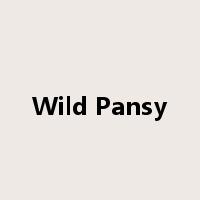 Wild Pansy是什么意思