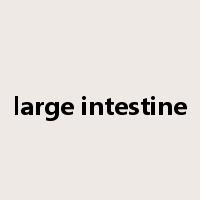 large intestine是什么意思