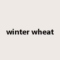 winter wheat是什么意思