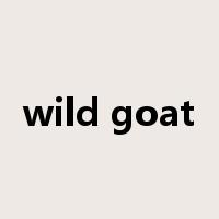 wild goat是什么意思