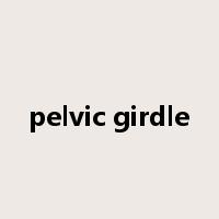 pelvic girdle是什么意思