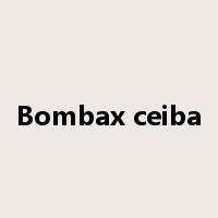 Bombax ceiba是什么意思