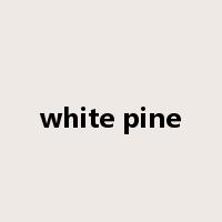 white pine是什么意思
