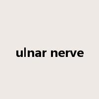 ulnar nerve是什么意思