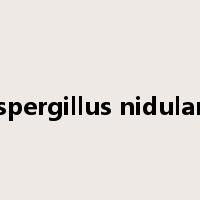 Aspergillus nidulans是什么意思